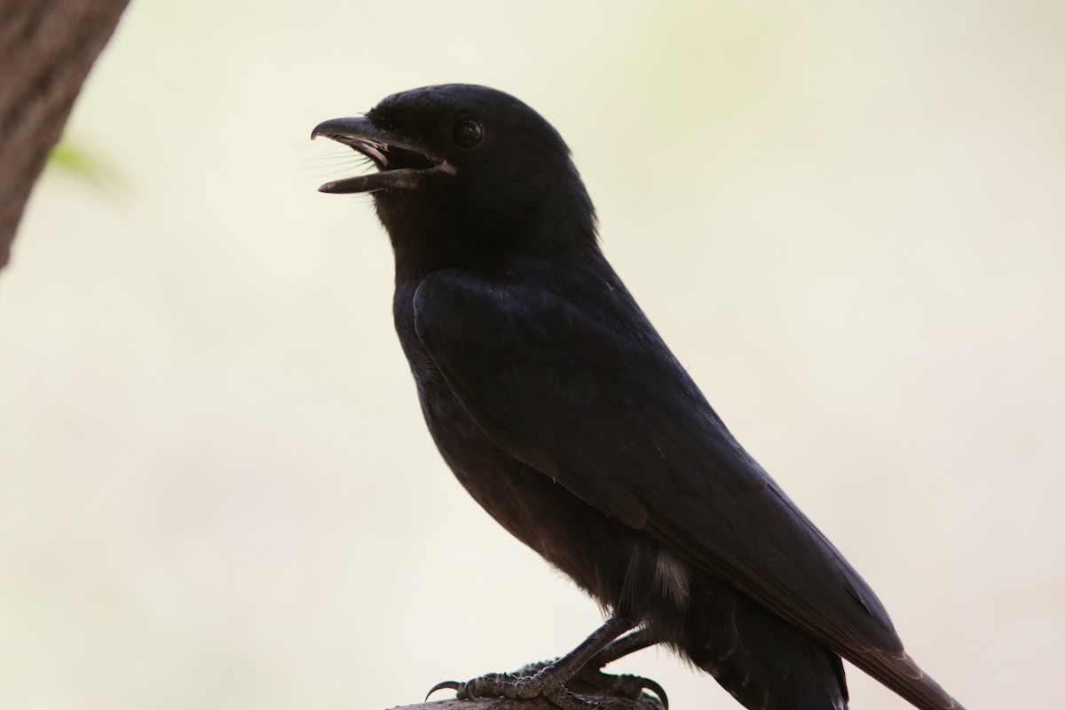 Königsdrongo - ML622109685