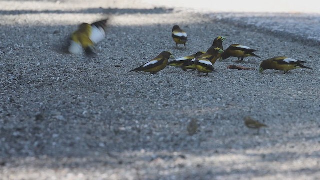 Evening Grosbeak - ML622109696