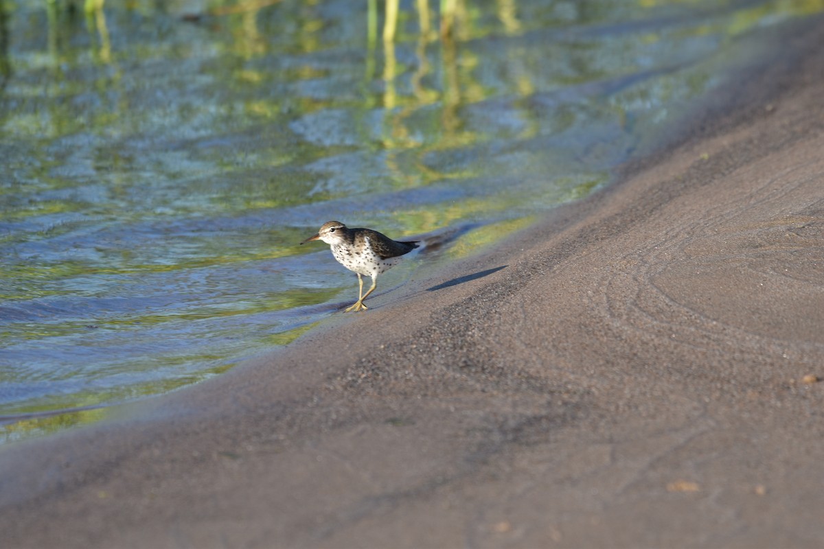 Spotted Sandpiper - Jean Gaudreault