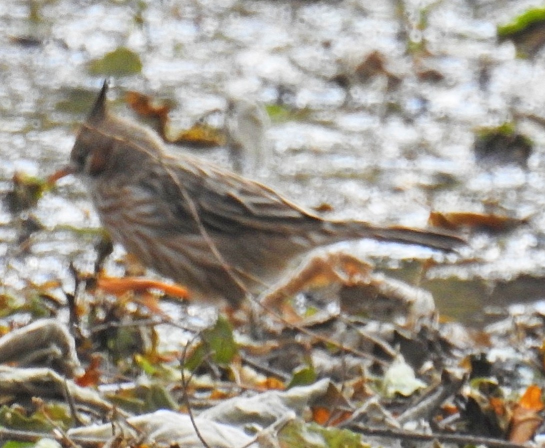 Lark-like Brushrunner - ML622109732