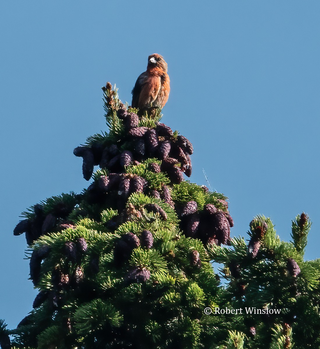 Red Crossbill - ML622109734