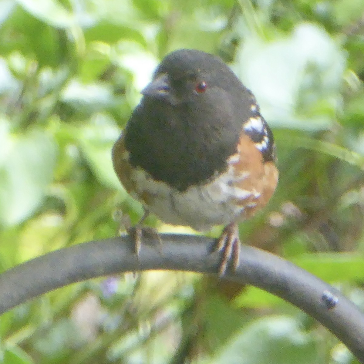 Spotted Towhee - ML622109735