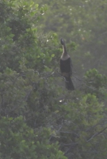 Anhinga - ML622109736