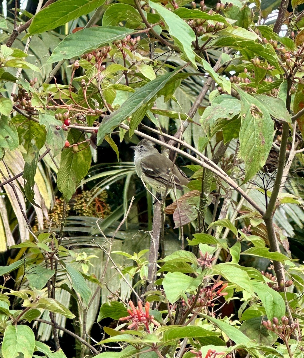 Yellow-bellied Elaenia - ML622109737