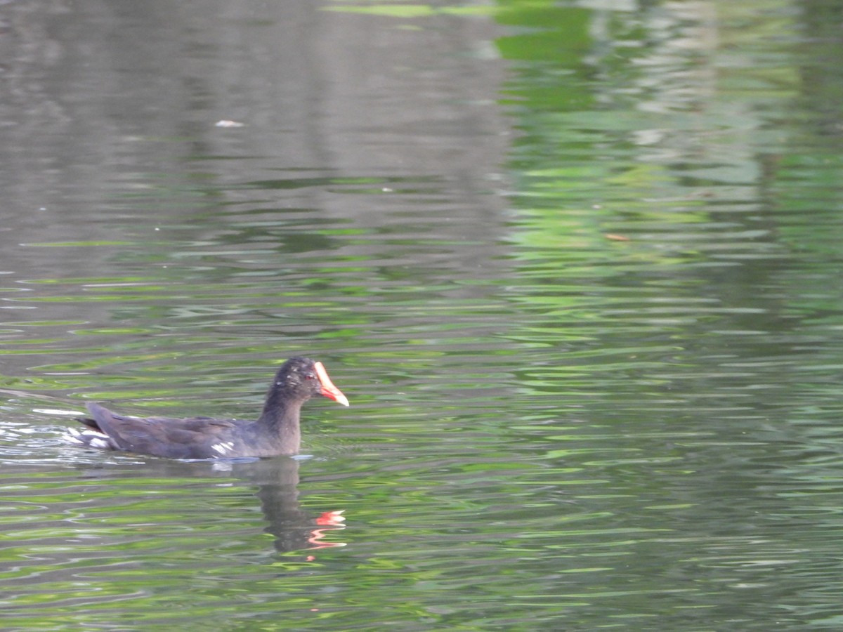 Common Gallinule - ML622109738