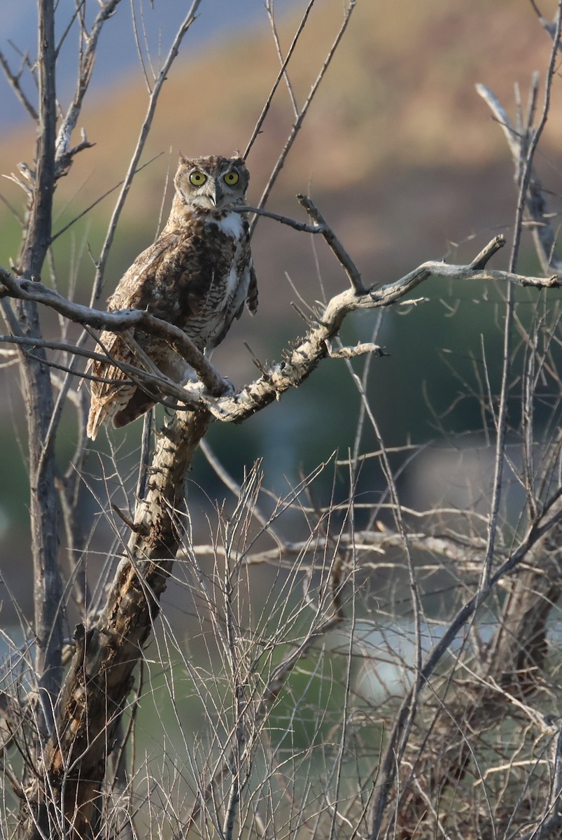 Great Horned Owl - ML622109741