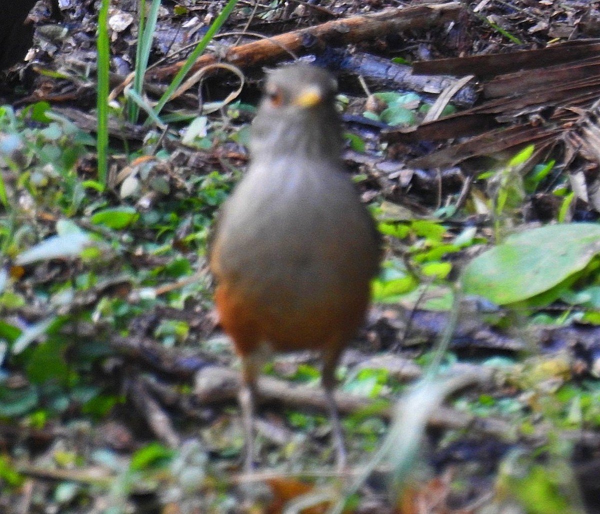 Rufous-bellied Thrush - ML622109742