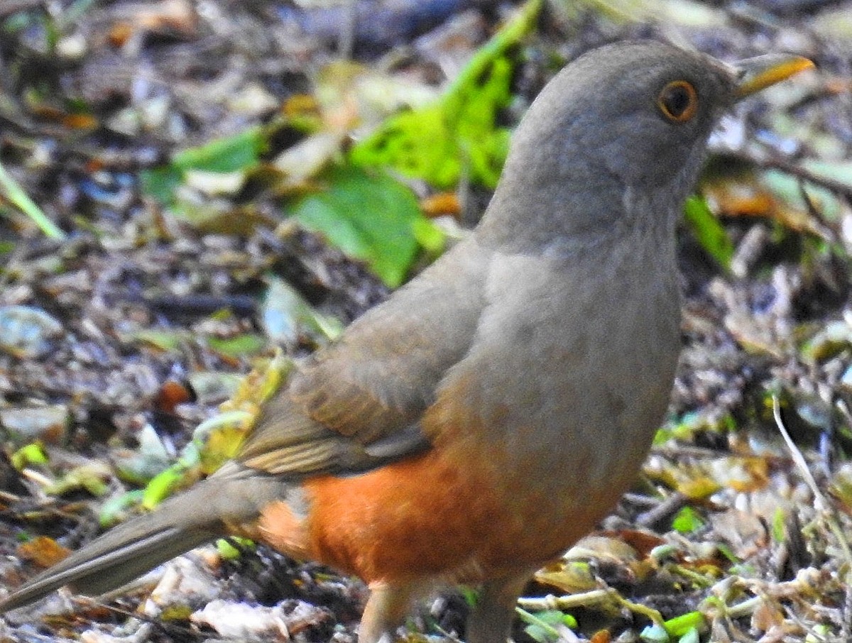 Rufous-bellied Thrush - ML622109743