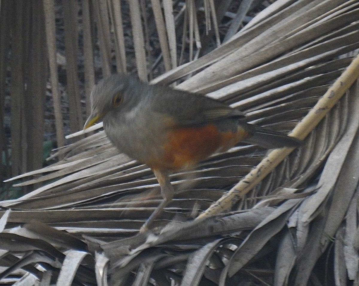 Rufous-bellied Thrush - ML622109744