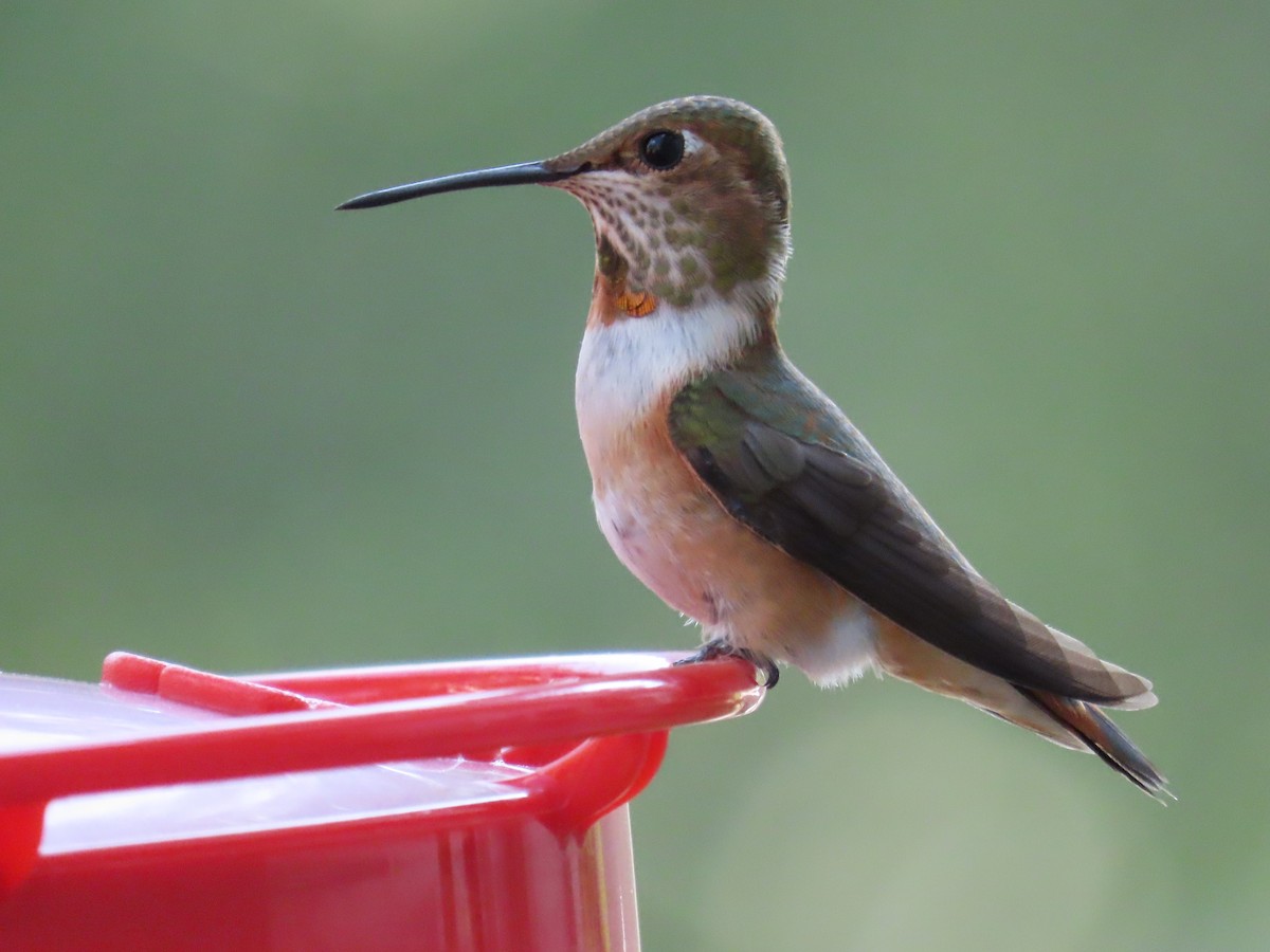 Rufous Hummingbird - ML622109747