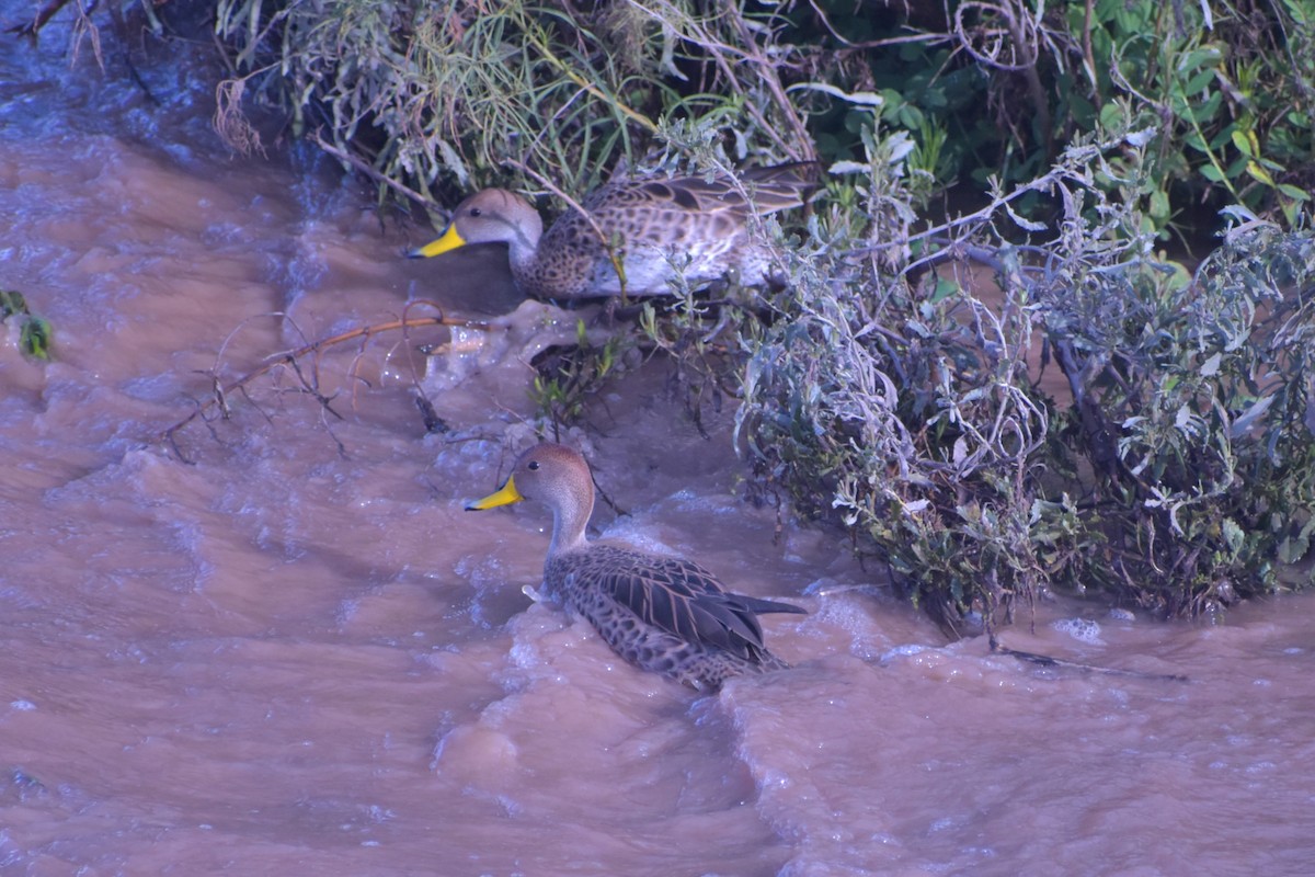 Yellow-billed Pintail - ML622109748