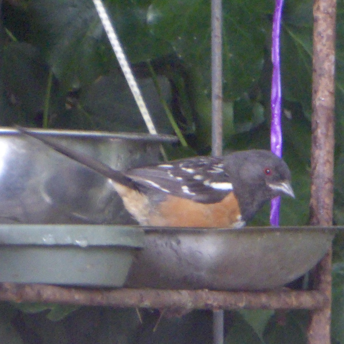 Spotted Towhee - ML622109749