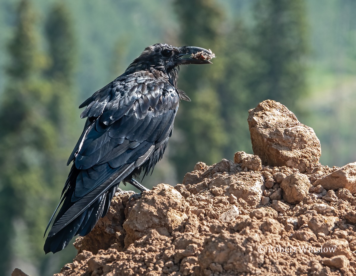 Common Raven - ML622109750