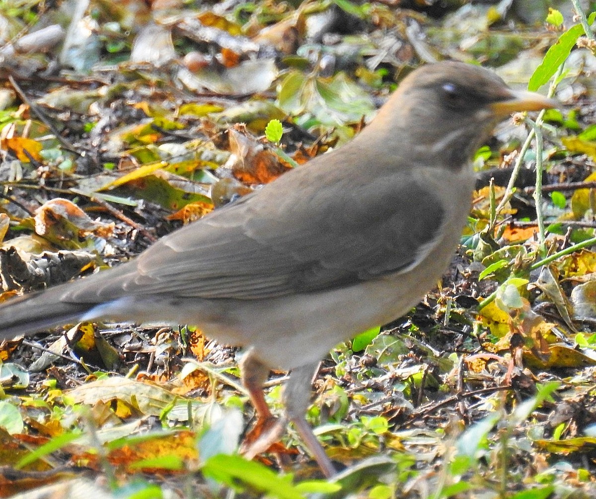 Creamy-bellied Thrush - ML622109751