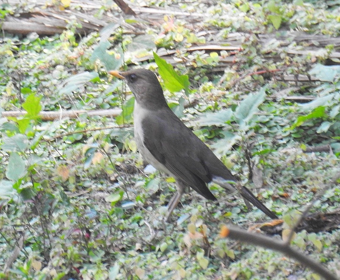 Creamy-bellied Thrush - ML622109752