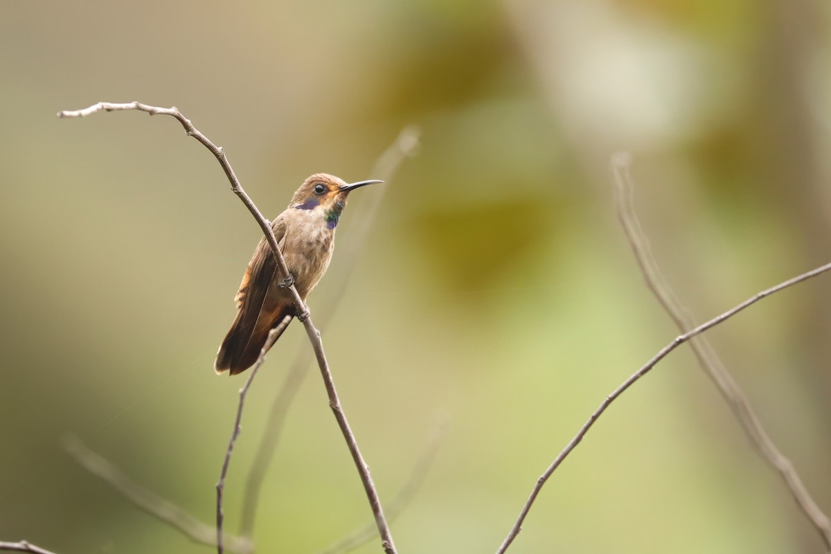 Brown Violetear - ML622109754