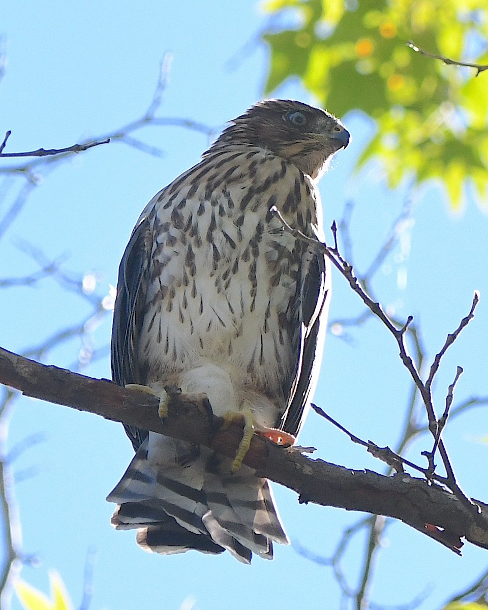 Cooper's Hawk - ML622109755