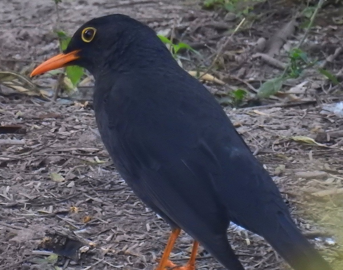 Chiguanco Thrush - ML622109756