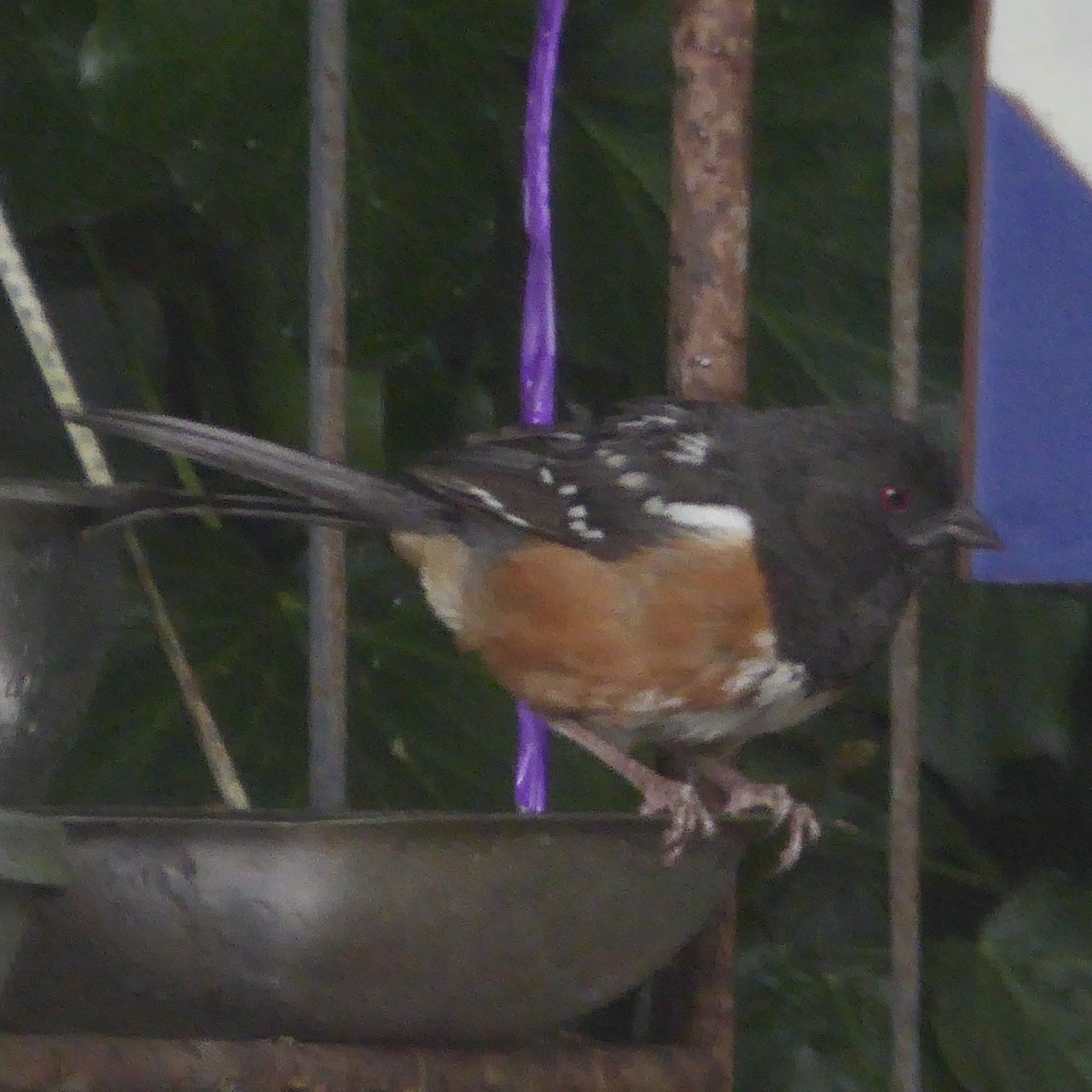 Spotted Towhee - ML622109758