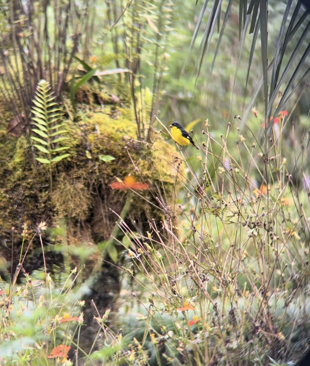 Lesser Goldfinch - ML622109760