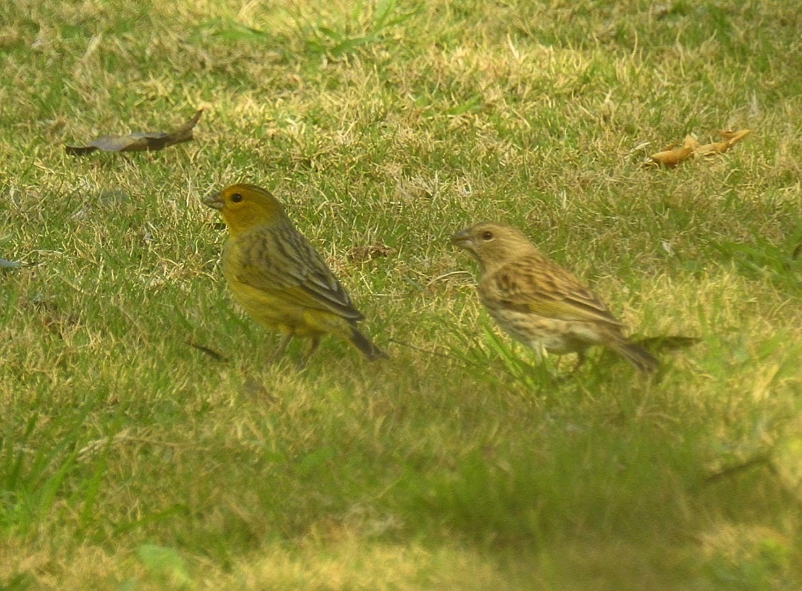 Saffron Finch - ML622109766