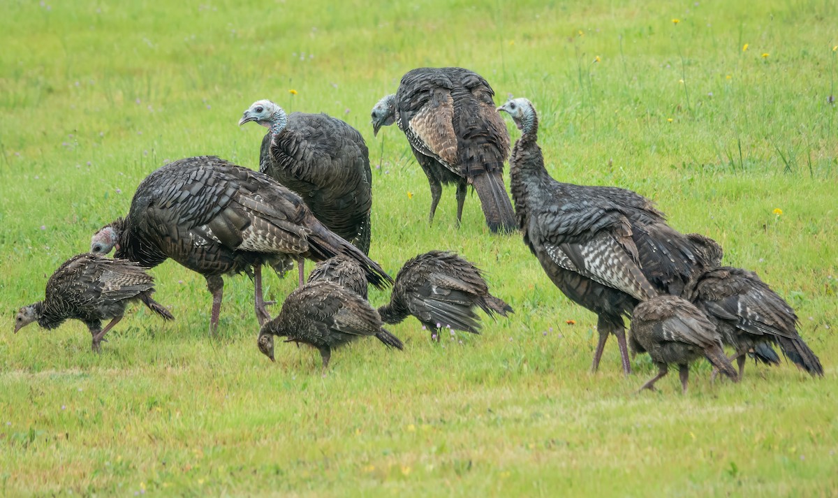 Wild Turkey - ML622109786