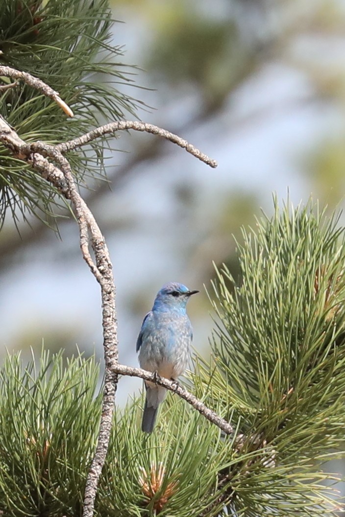 Mountain Bluebird - Emily Holcomb