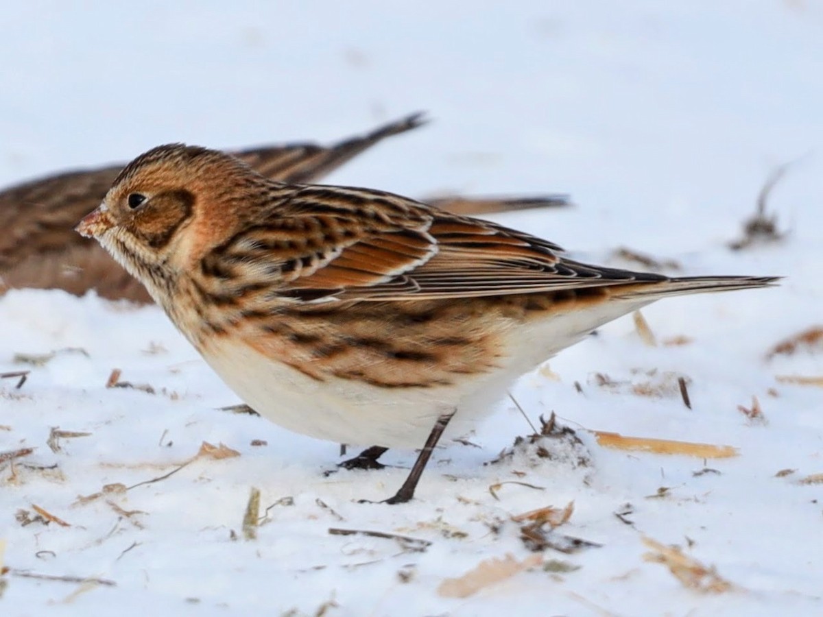 Lapland Longspur - Josh Yoder