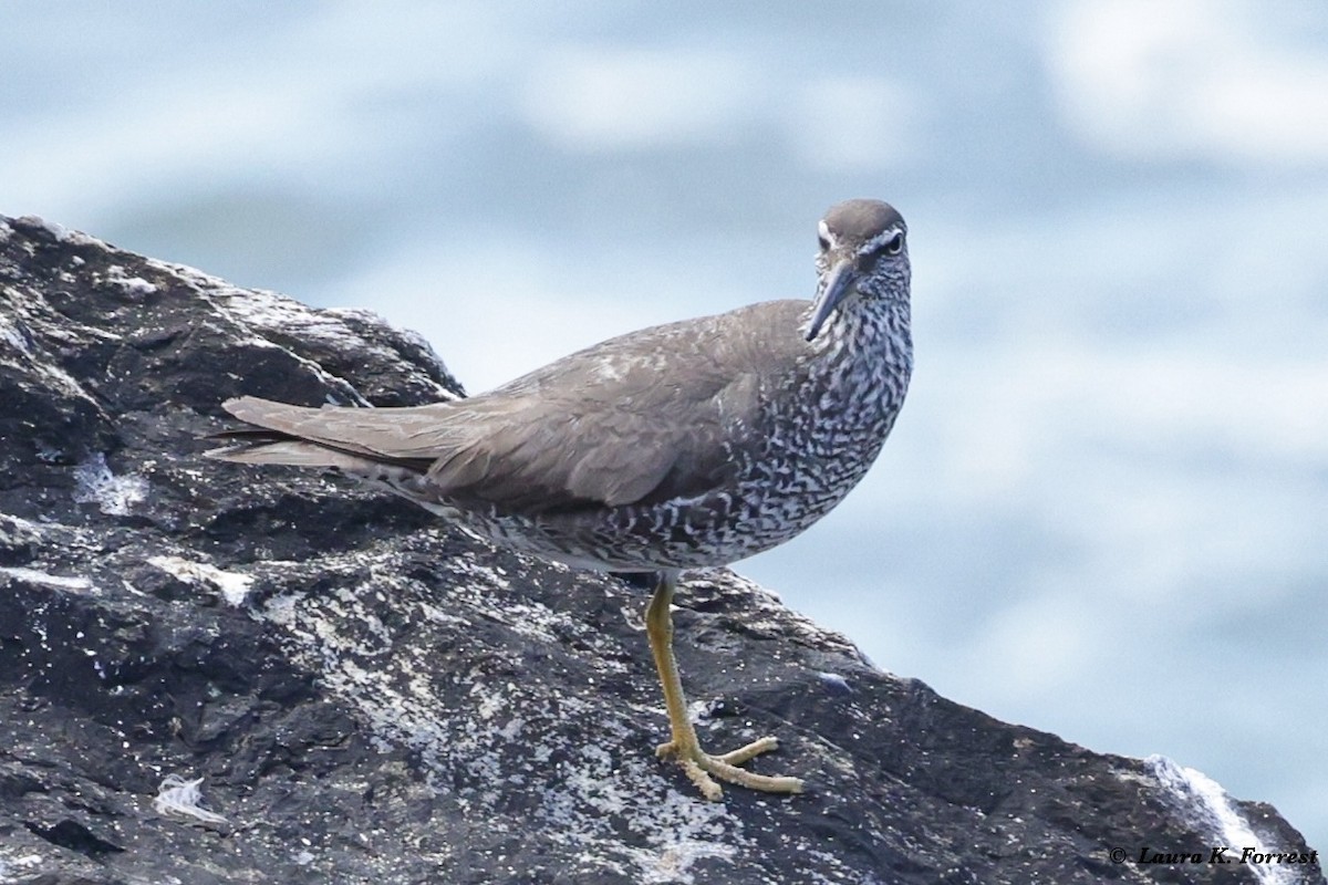 Wandering Tattler - ML622109795