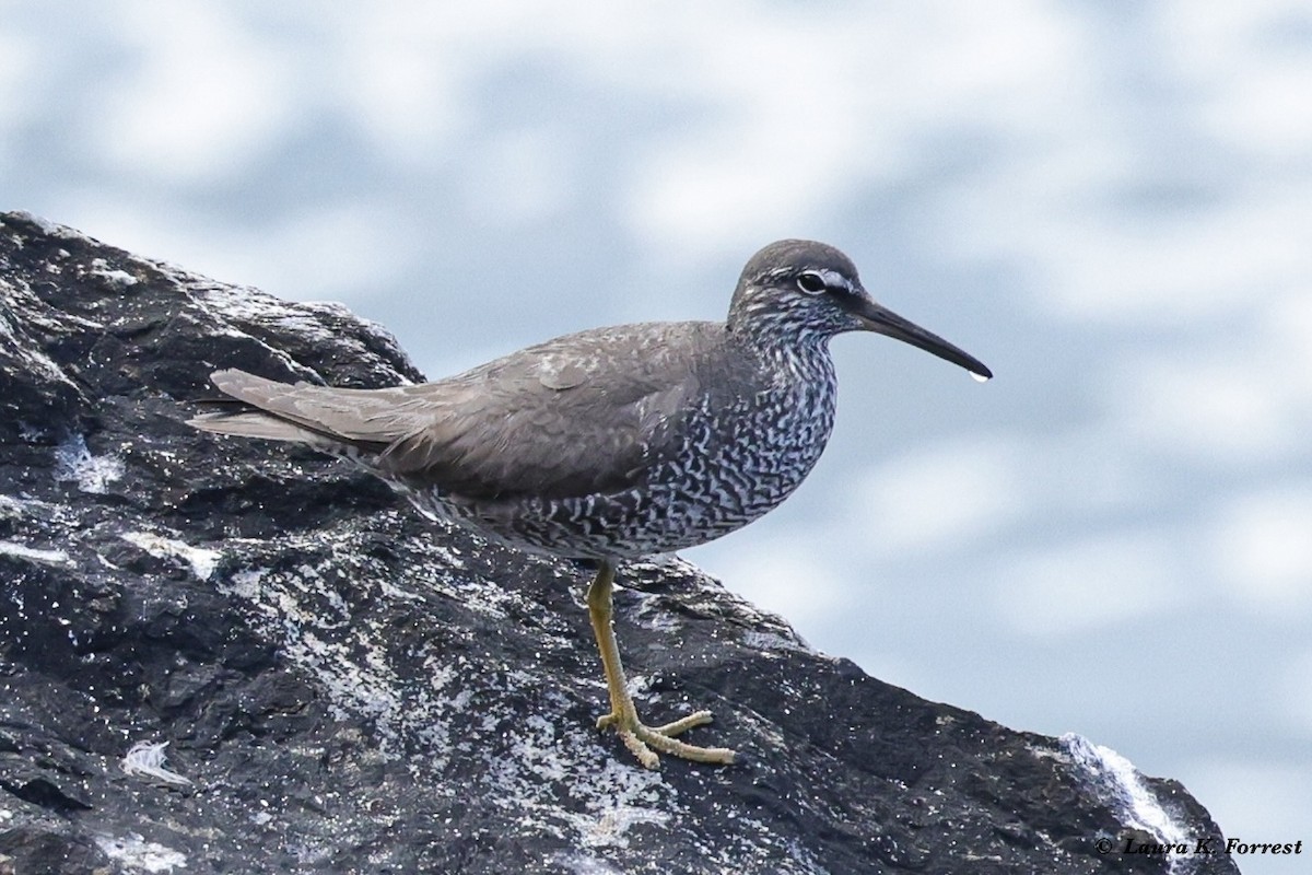 Wandering Tattler - ML622109796