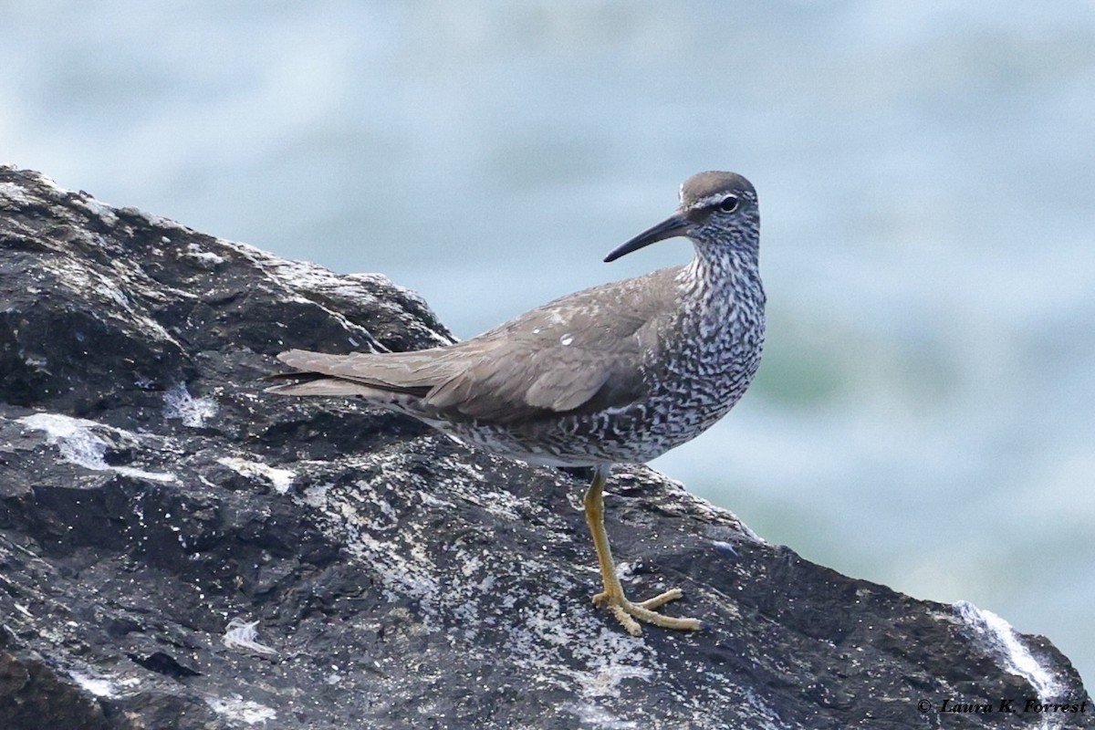 Wandering Tattler - ML622109797