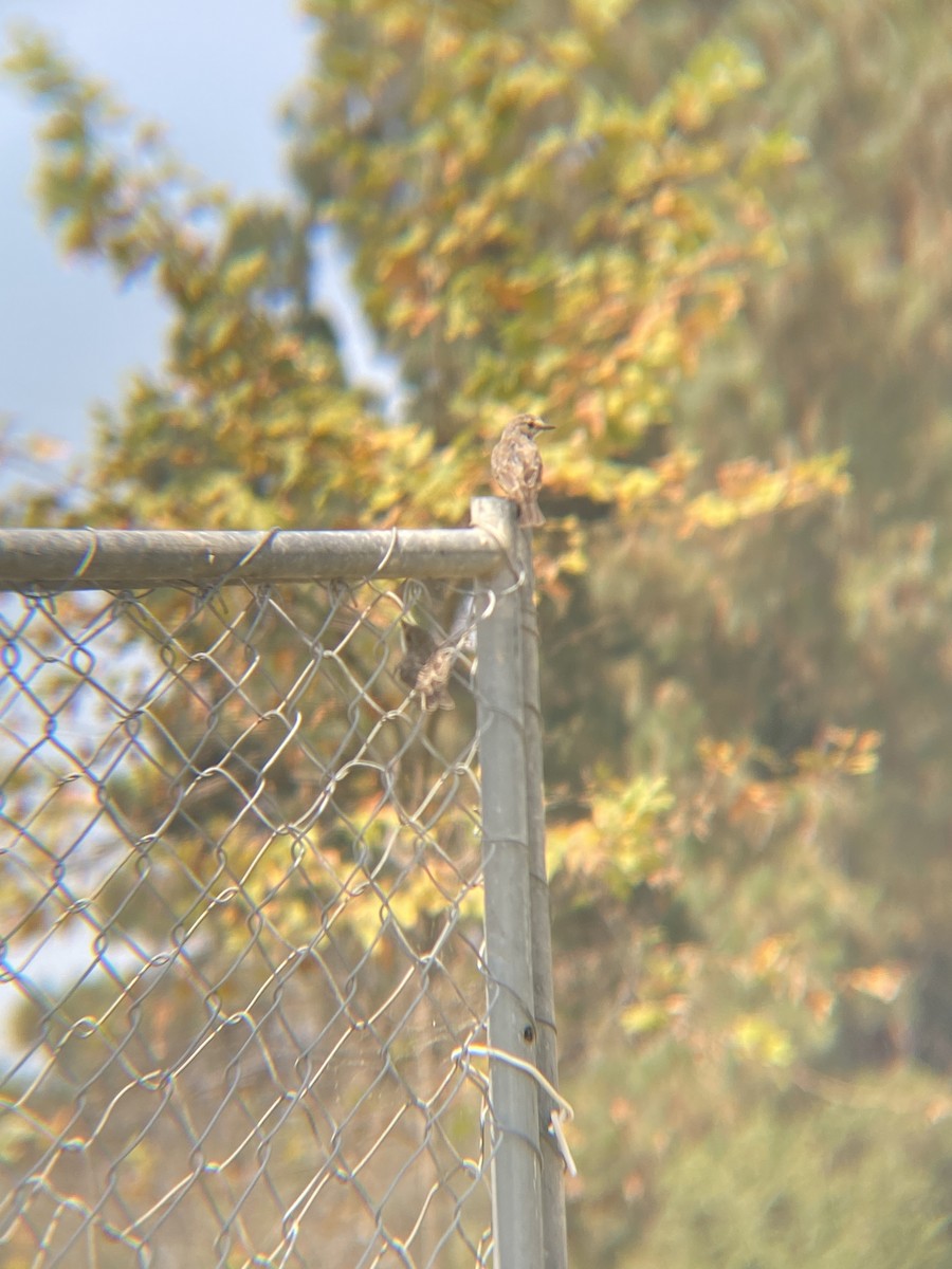 Vermilion Flycatcher - Tori R.