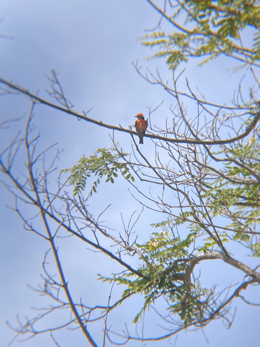 Mosquero Cardenal - ML622109802