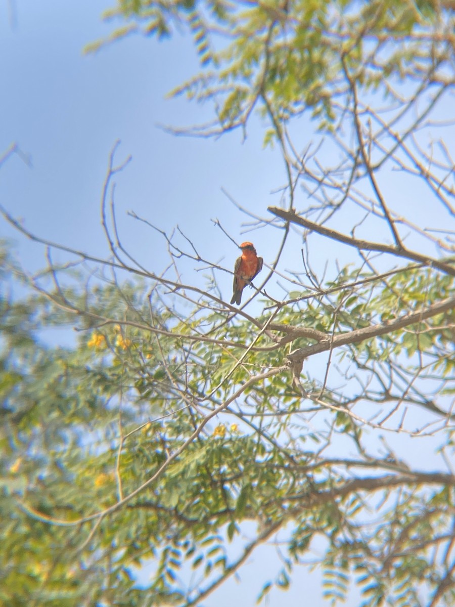 Vermilion Flycatcher - ML622109806