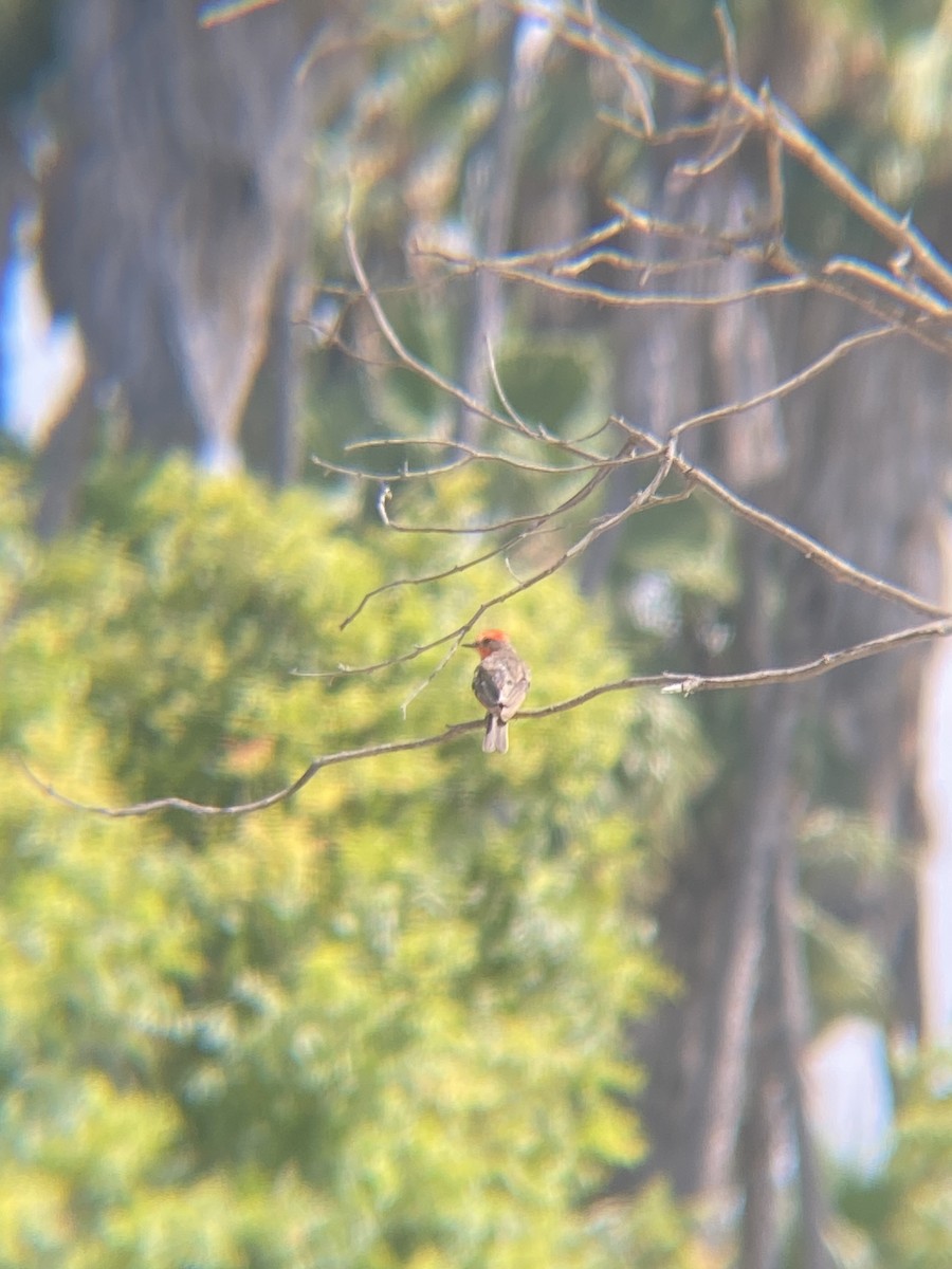 Vermilion Flycatcher - ML622109807