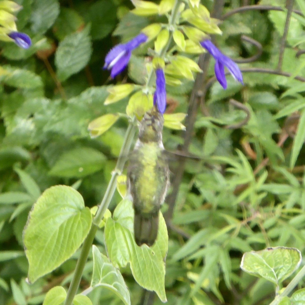 Anna's Hummingbird - Anonymous