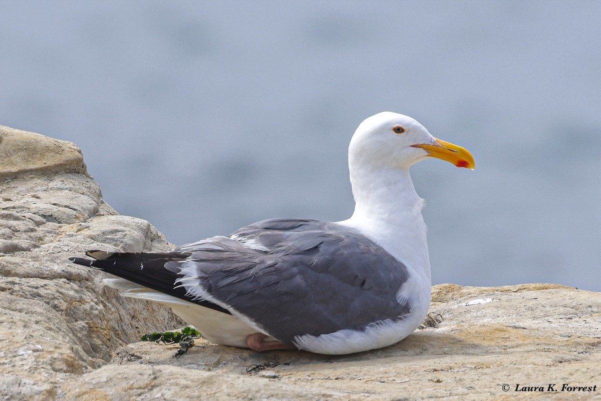 Gaviota Occidental - ML622109809