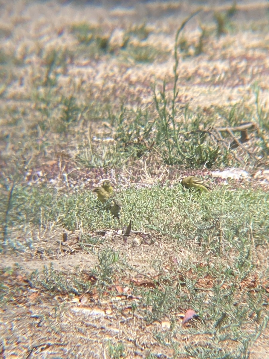 Lesser Goldfinch - ML622109810