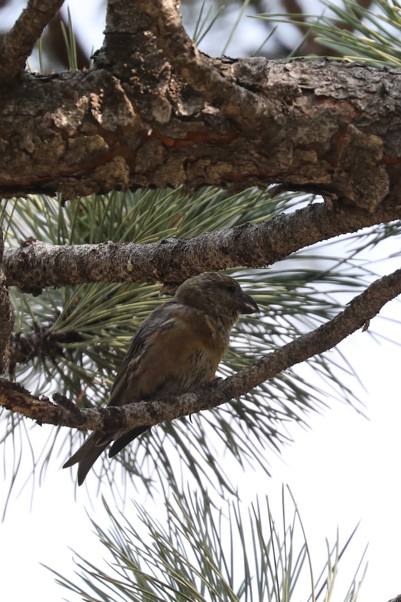 Red Crossbill - Emily Holcomb