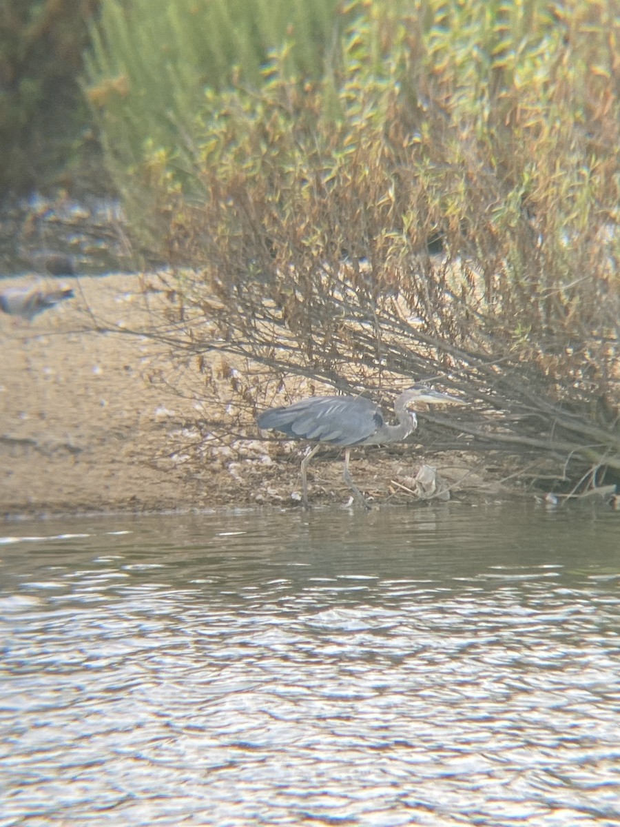 Garza Azulada - ML622109812