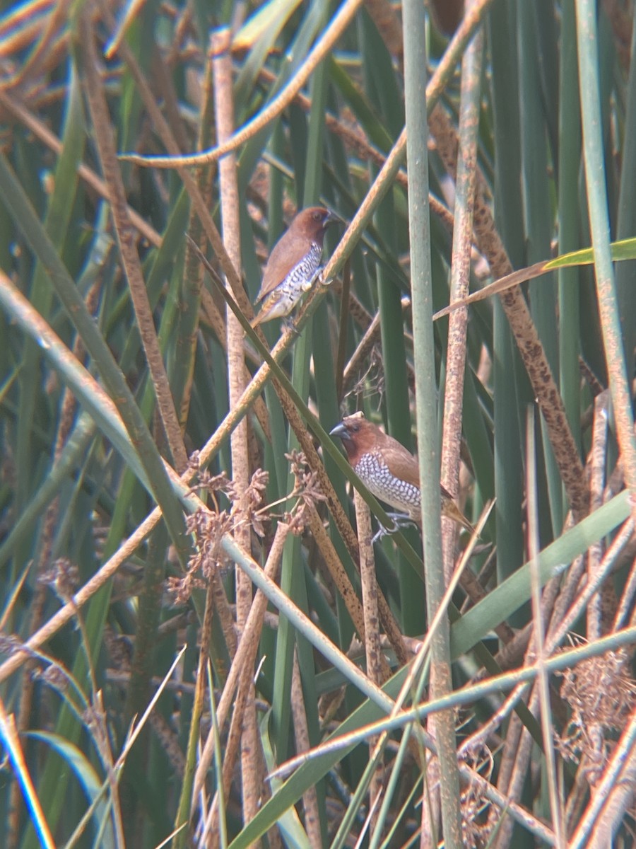 Scaly-breasted Munia - ML622109814