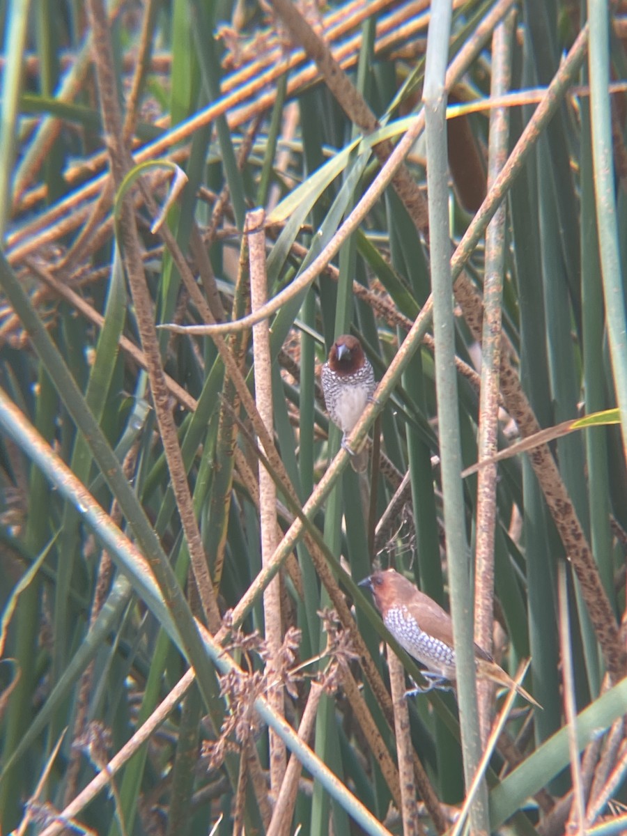 Scaly-breasted Munia - ML622109815