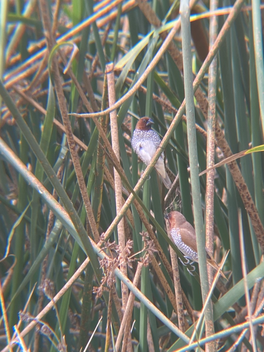 Scaly-breasted Munia - ML622109816