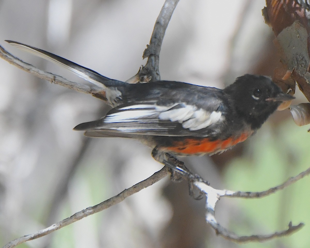 Painted Redstart - ML622109817