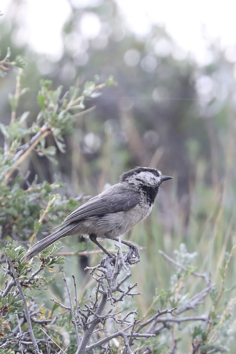 Mountain Chickadee - ML622109818