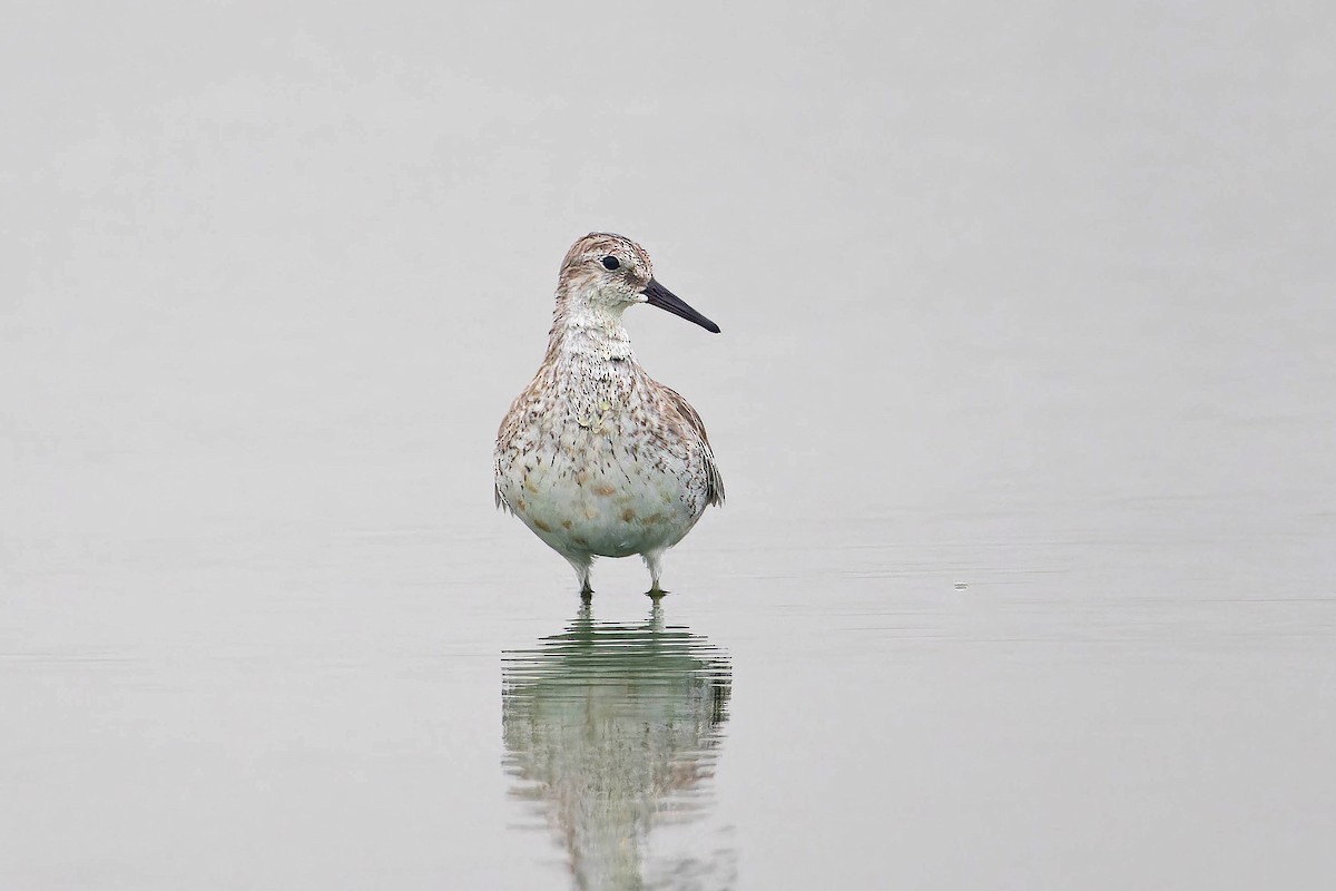 Red Knot - ML622109819