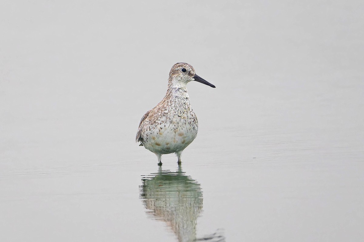 Red Knot - ML622109820