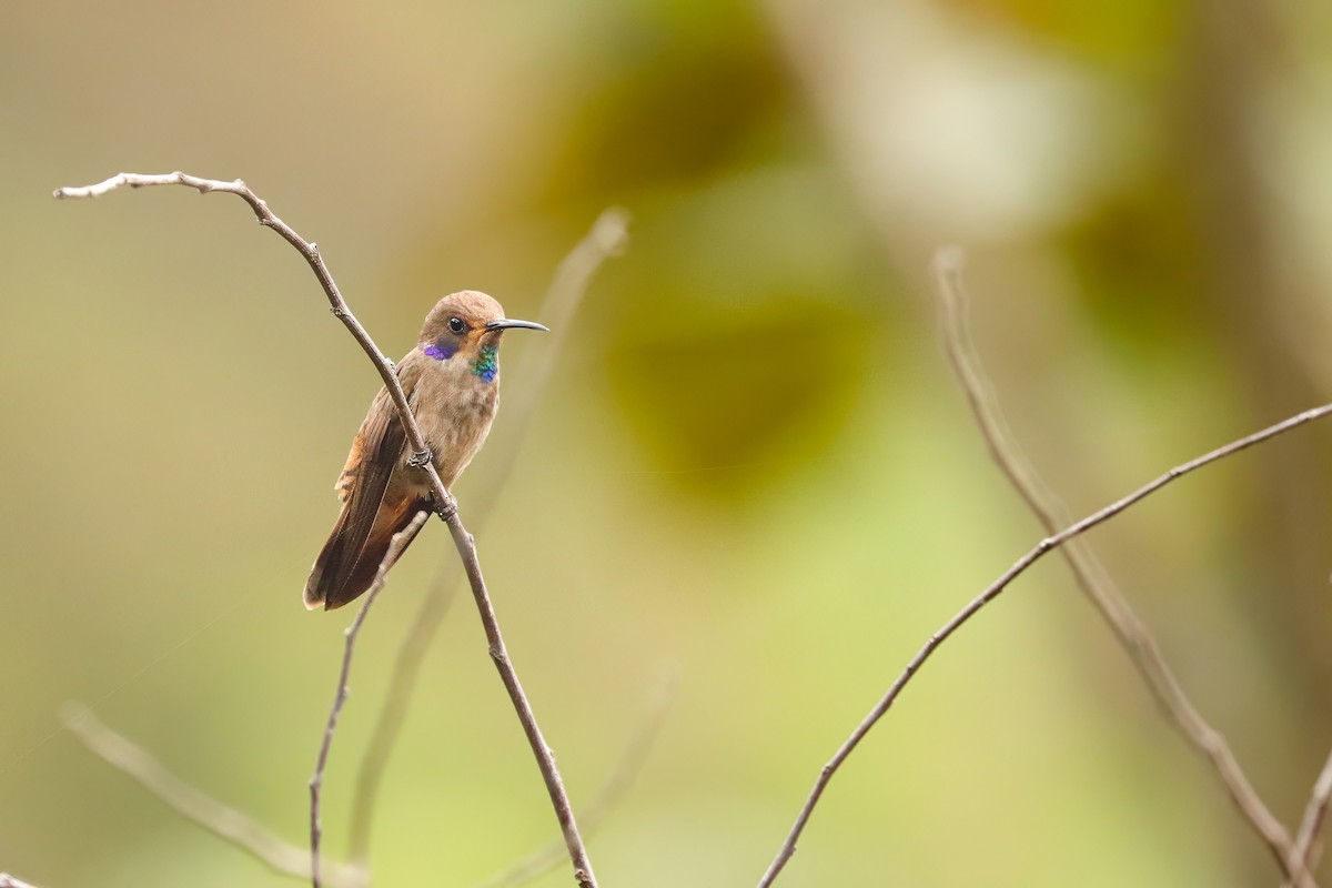 Brown Violetear - ML622109821