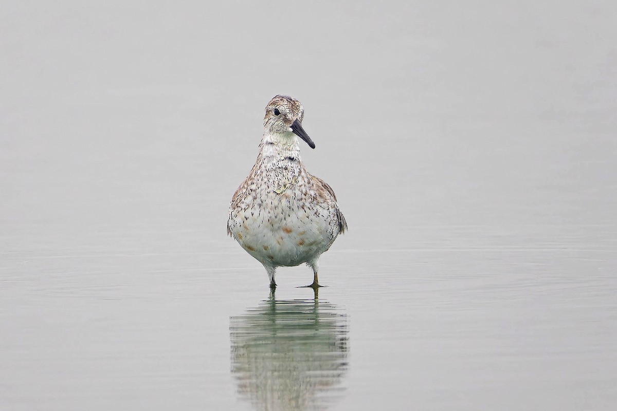 Red Knot - ML622109822