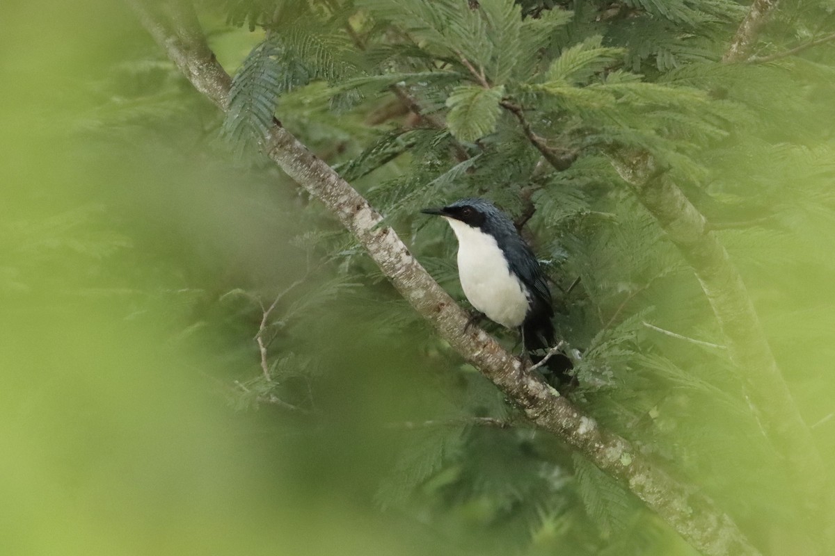 Blue-and-white Mockingbird - ML622109823